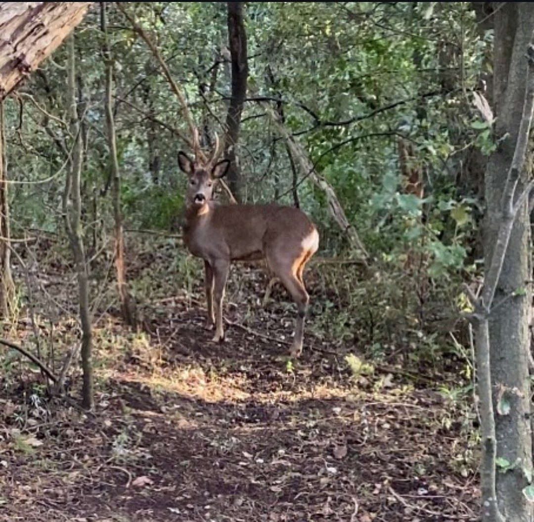 Un chevreuil dans la forêt domaniale, derrière la dune