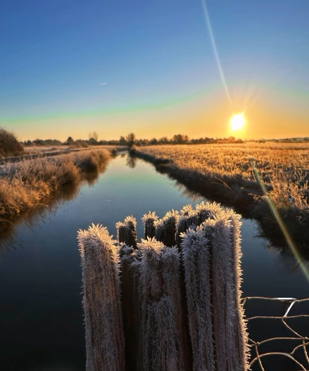 Piquets givrés au bord d’un canal du marais, au lever du soleil