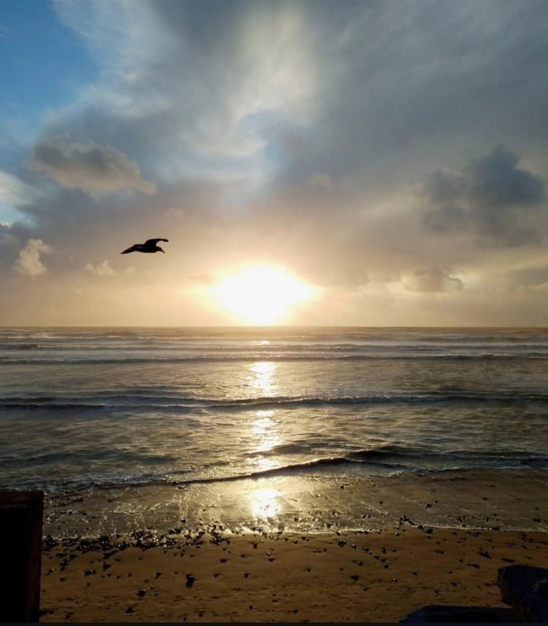 Soleil bas et mouette au-dessus du sable mouillé