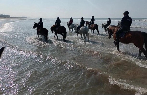 Des cavaliers au pas dans les vagues, au bord de la plage