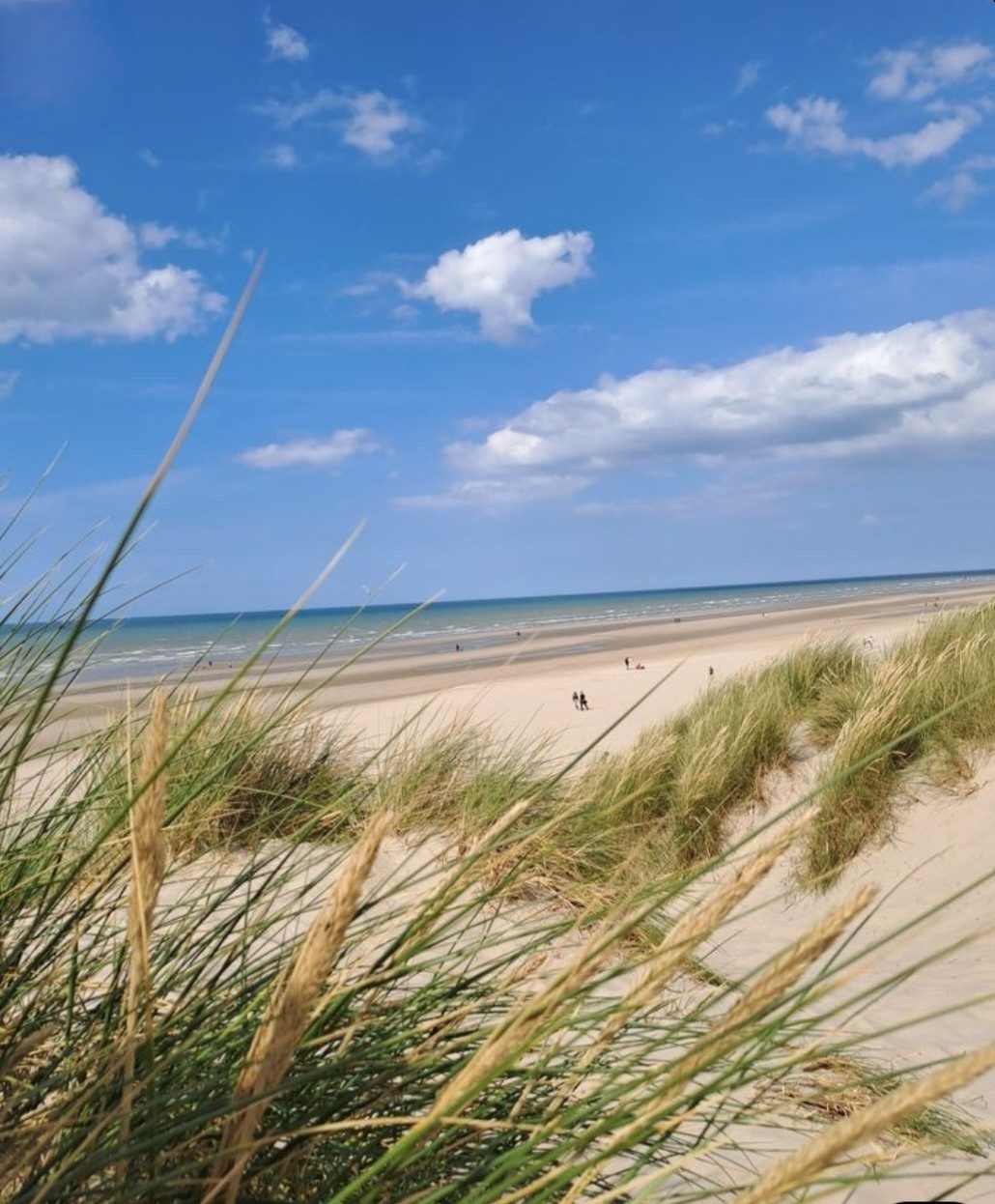 Les oyats de la dune au premier plan, la plage et la mer derrière